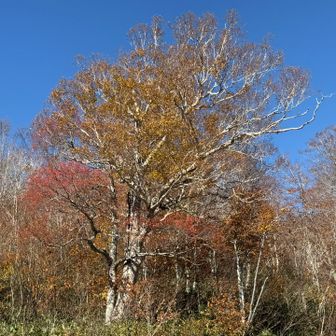 紅葉が綺麗だね
ちなみに御池駐車場から更に降った辺りの紅葉は本当に綺麗でした♪