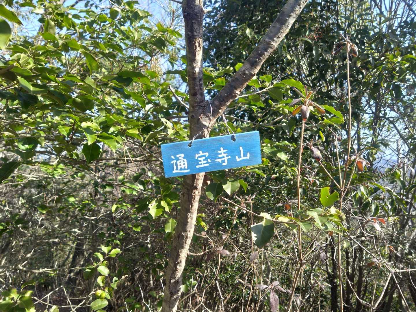通宝寺山山頂。眺望無し。