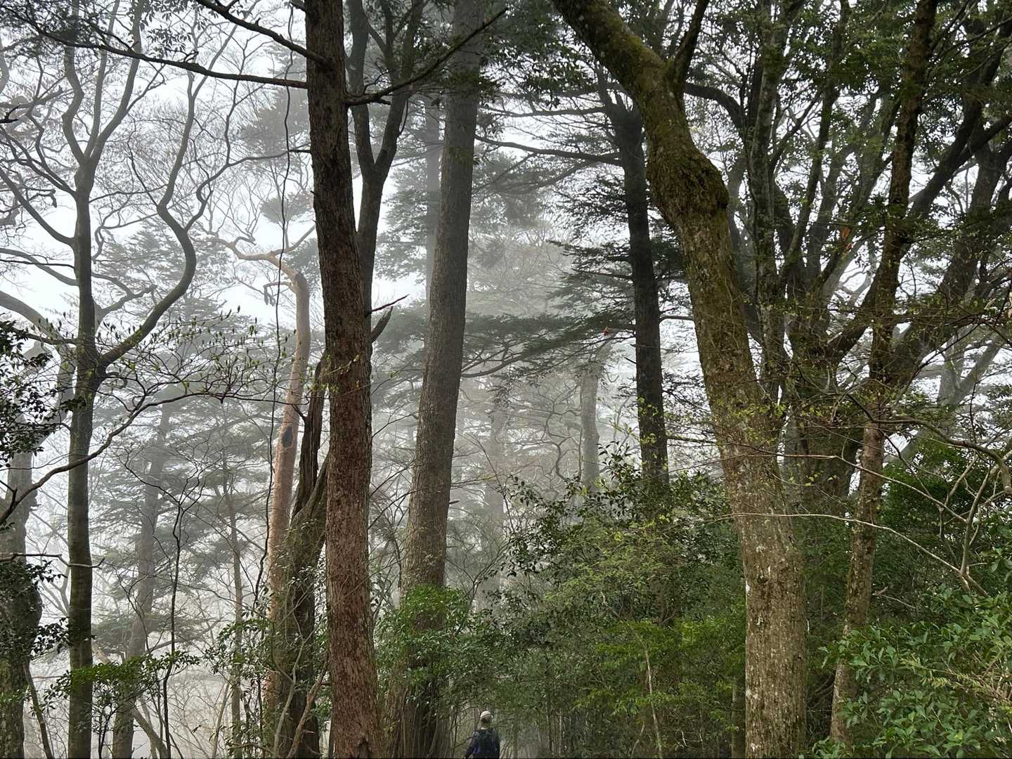 青石登山口-馬子岳-目丸山 往復コースの写真