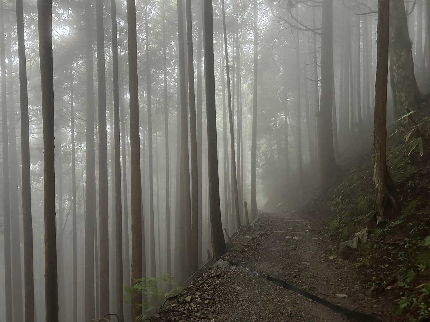 霧で幻想的な杉林