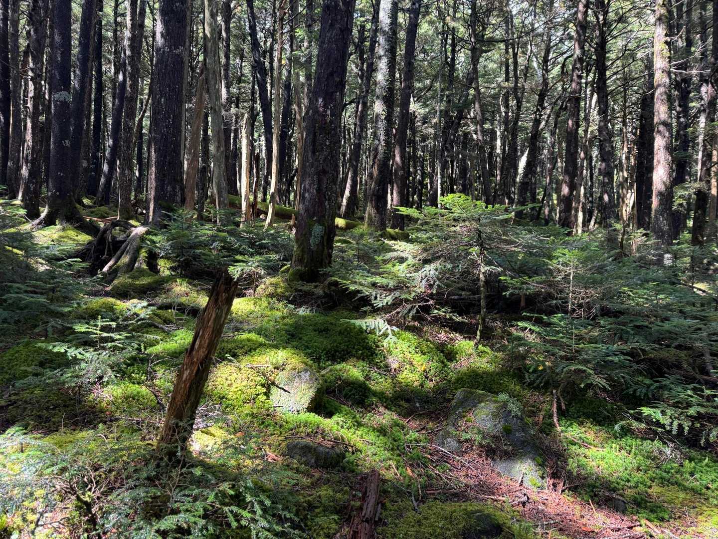 八ヶ岳だね、苔の森🌳