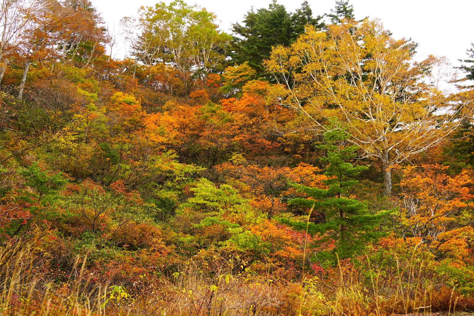 鉱山精錬カス堆積場跡の紅葉