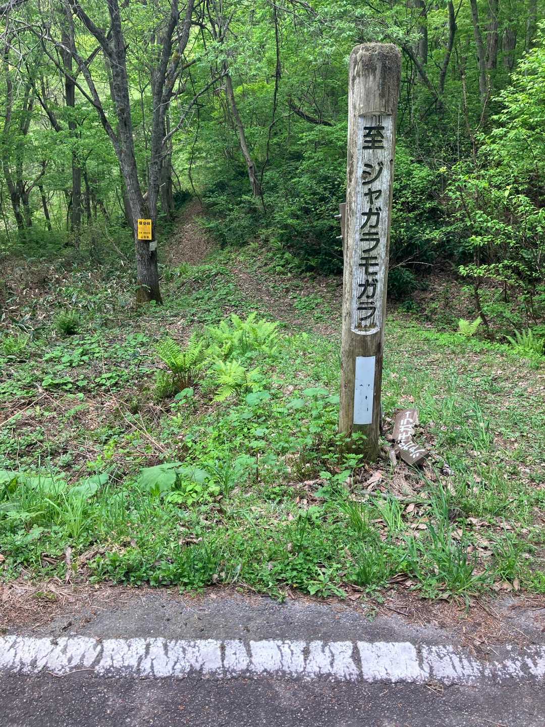 途中まで木道が整備された遊歩道で駐車場に戻った。確かにジャガラモガラの谷に比べると明らかに気温が高い 