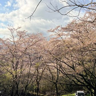 駐車場も桜の中