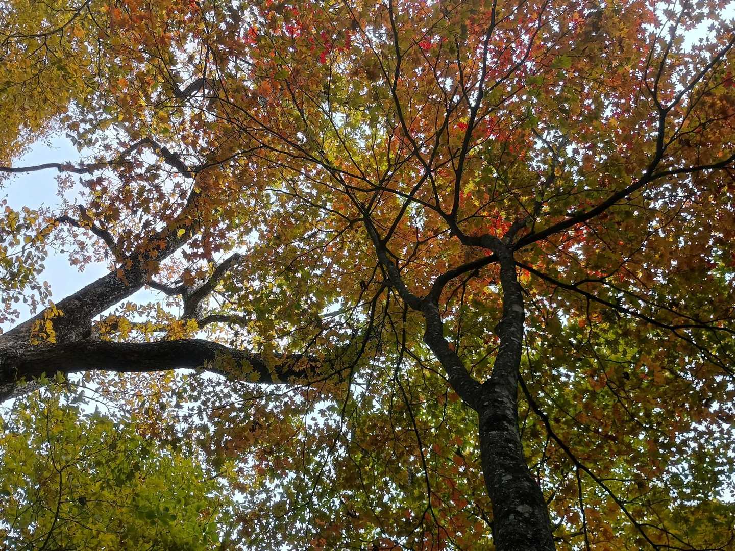 ただそのまま葉が落ちちゃうこともあるので🍁は奥が深い🤔