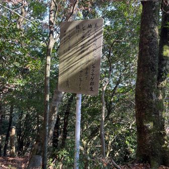 男道から、益影の井への入口。案内は見つけにくい。