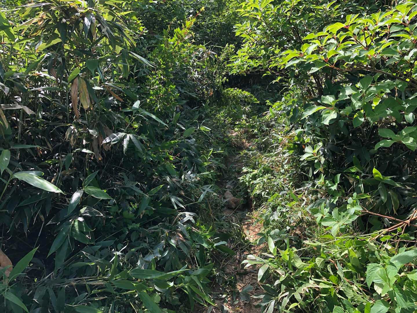 草刈り後