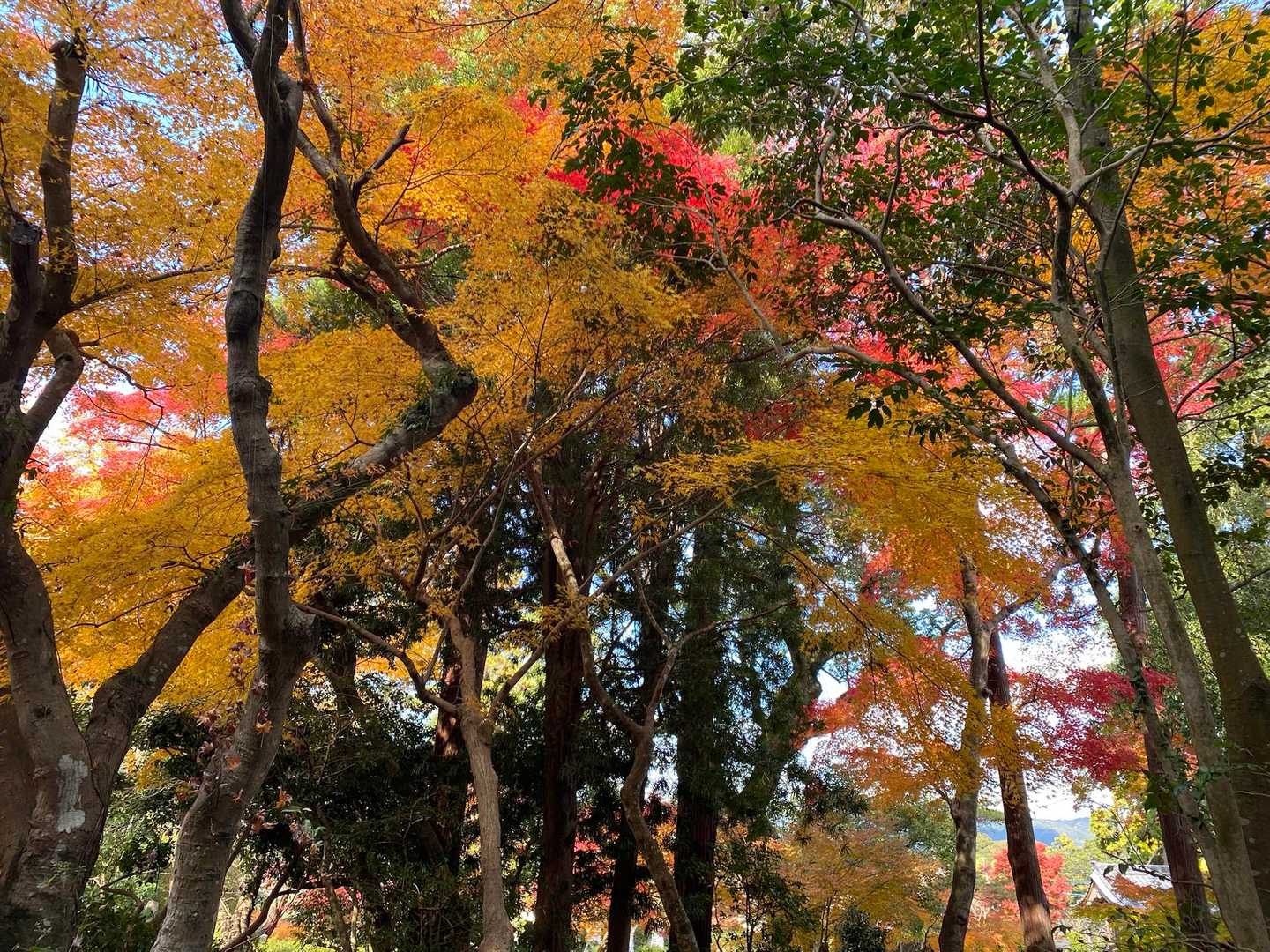 天拝山 | 天神さまが祈りを捧げた山頂へ。下山後は名湯・二日市温泉への写真