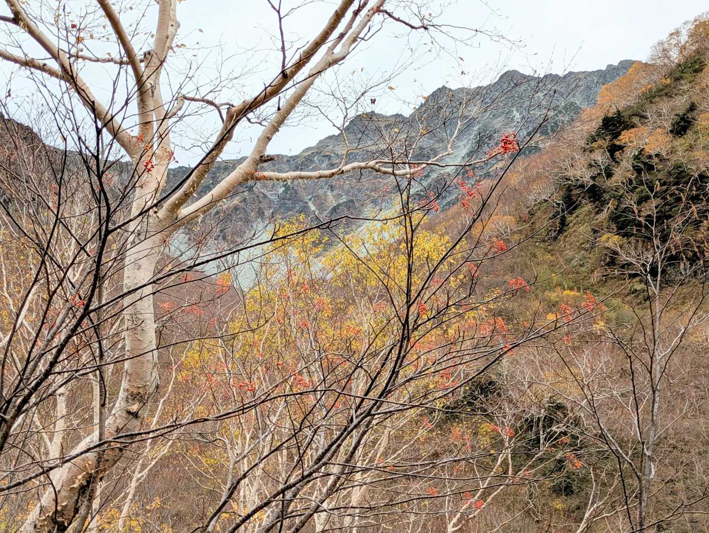 最終盤の紅葉