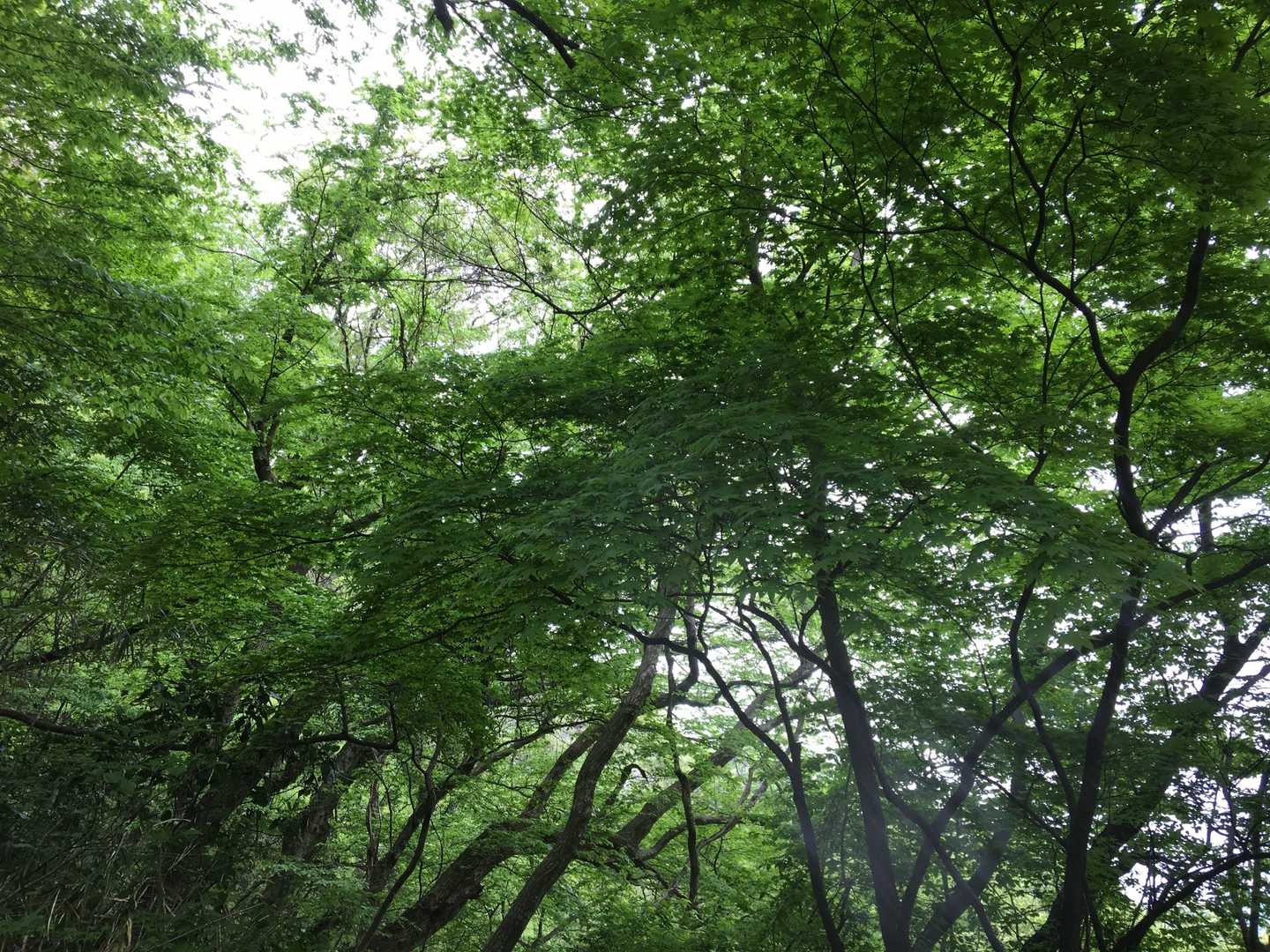 新緑を味わいながらの山歩き