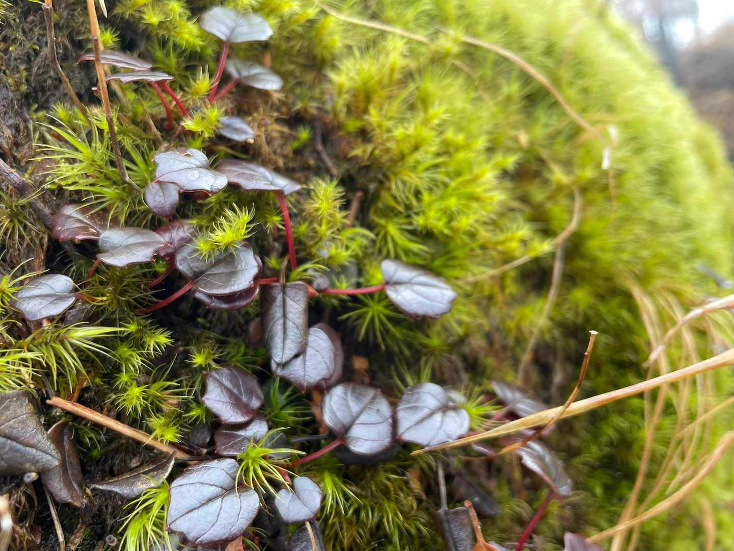 とにかく水分たっぷりで、苔が美しい