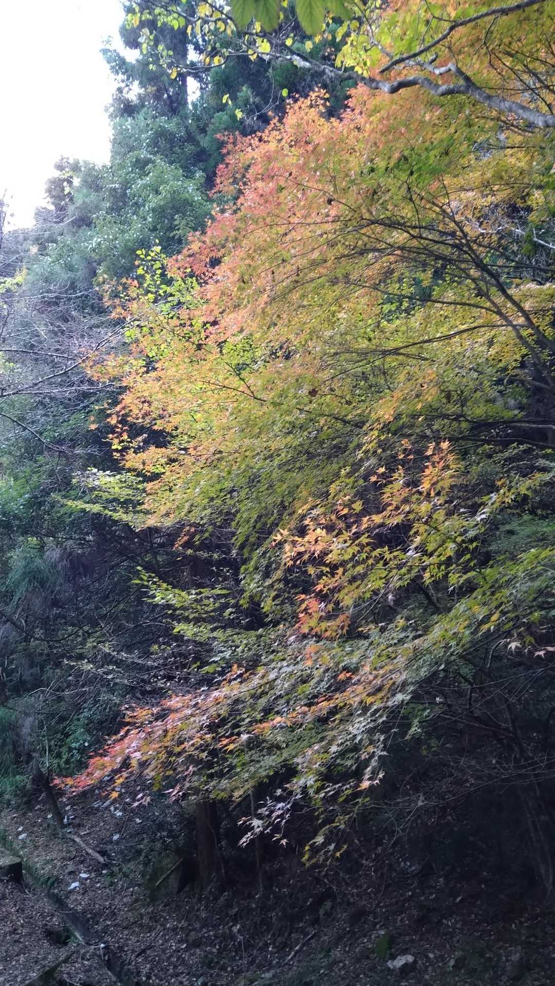 紅葉🍁いいでしょ😄

日が暮れる前に下山出来ました😅💦

今日も山登り、無事終了😉✌️