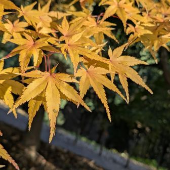 もう少し楽しめそうだ。