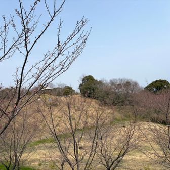 ここ満開だったらすごいだろうな〜