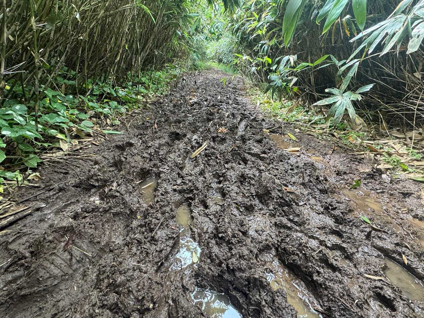 途中は前日の雨で田んぼになってました😂