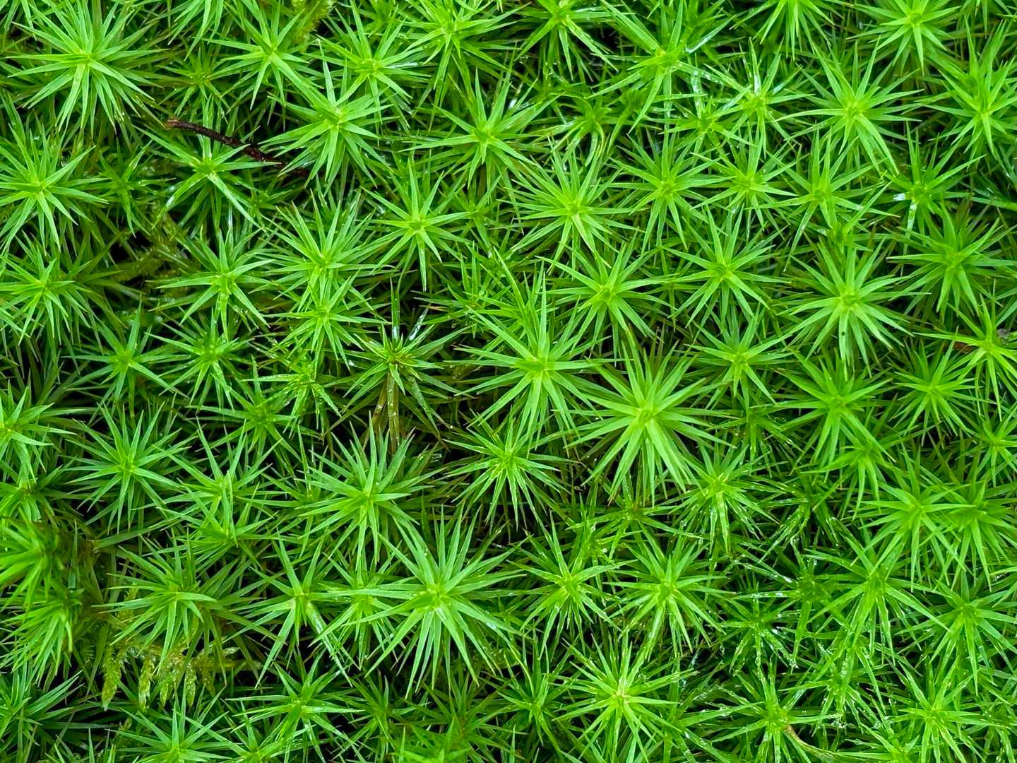 コケの群生を真上からパシャリ📷