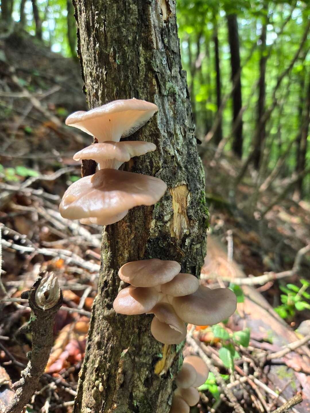 ウスヒラタケ😃