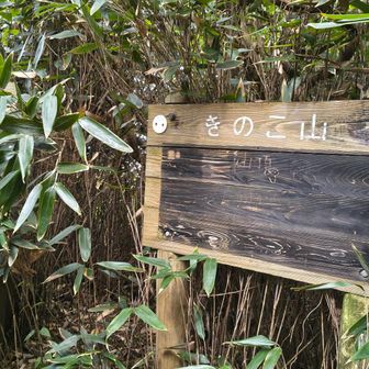 キノコ山山名板