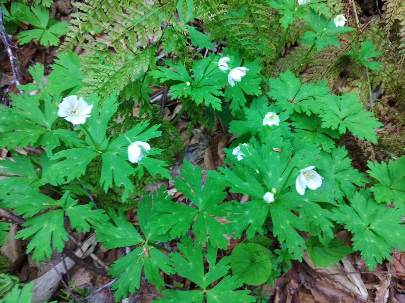 「ニリンソウ」は食べれるが猛毒の「トリカブト」と葉が酷似しているのでアイヌは花が咲いている時に摘むとアシリパちゃんが言ってたような・・・