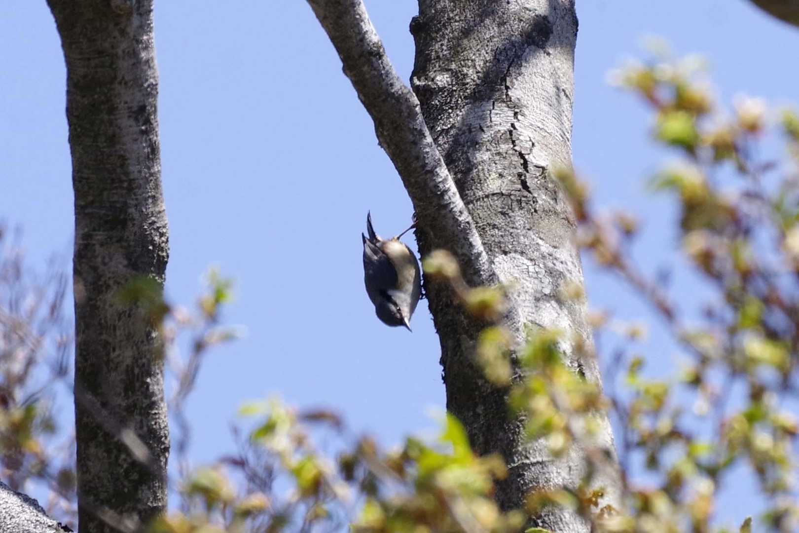 逆さになってるのはゴジュウカラ