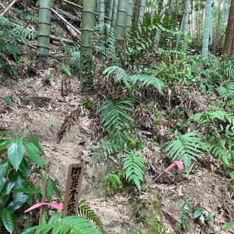 ここが登り口です。
行きは、強引に😣裏から山頂目指しました。