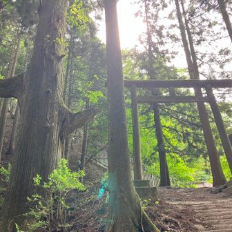 朝は急いでて見てなかった天狗の腰掛け杉。