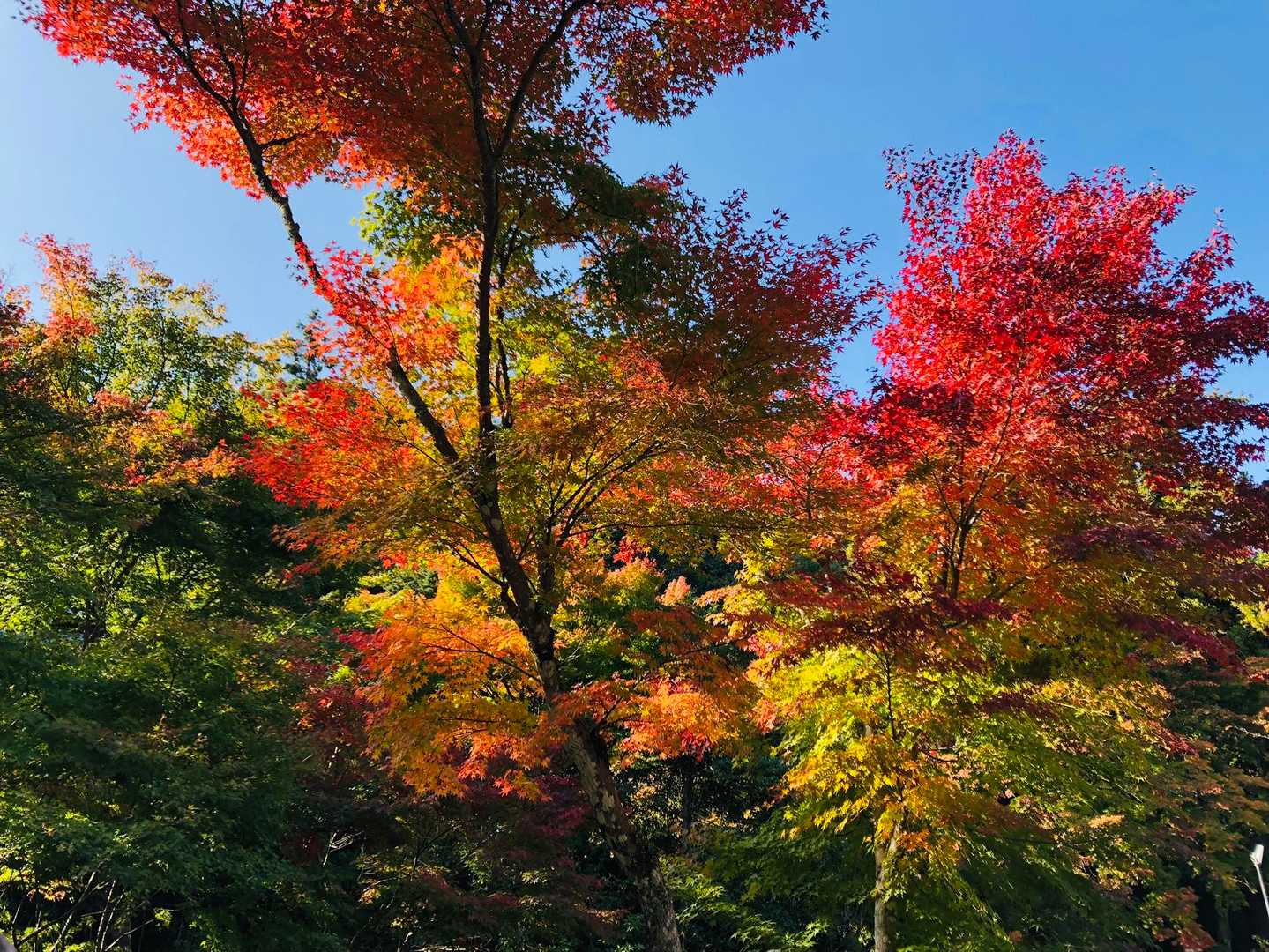 駒ヶ林-弥山 往復コースの写真