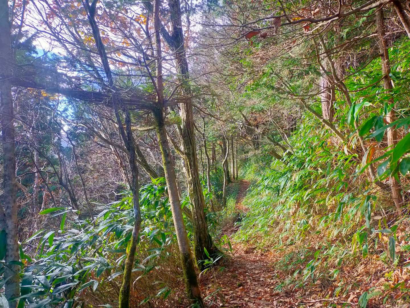 鳥越峠から、次に目指すは大判山へ🖐️頂上までに2つのピーク獲得がある😌どちらも千両とか大判とか…昔のお金にちなんだ名前が、なんとなく神宿る山って雰囲気がする😀