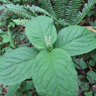 フタリシズカ

登山口はもうすぐです
これなら、お花畑でもう少しゆっくりできたね😅