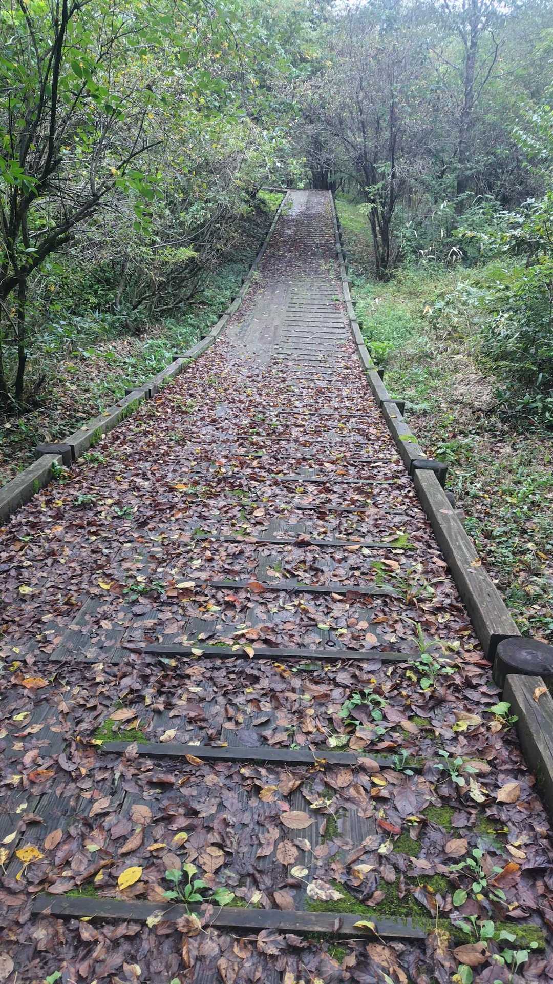 湿原散歩