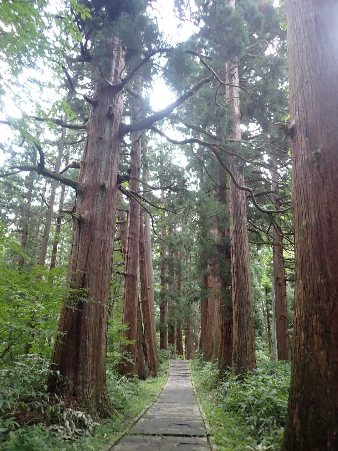 見事な杉林🌲