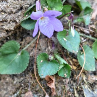 そしてまたタチツボスミレ