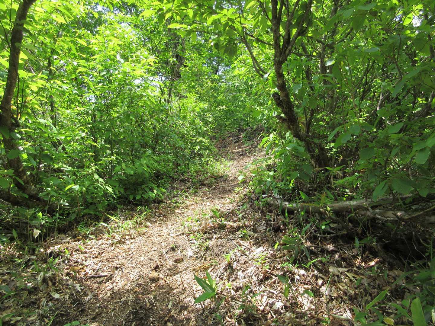 
そろそろ山頂か？