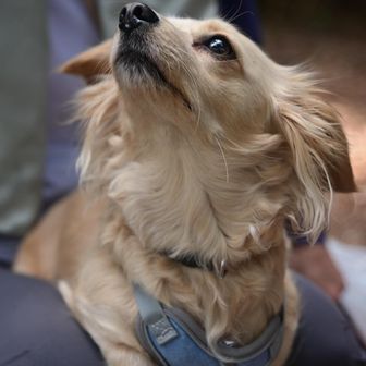 食べ物に卑しい