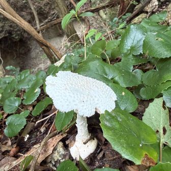 変なキノコ🍄
