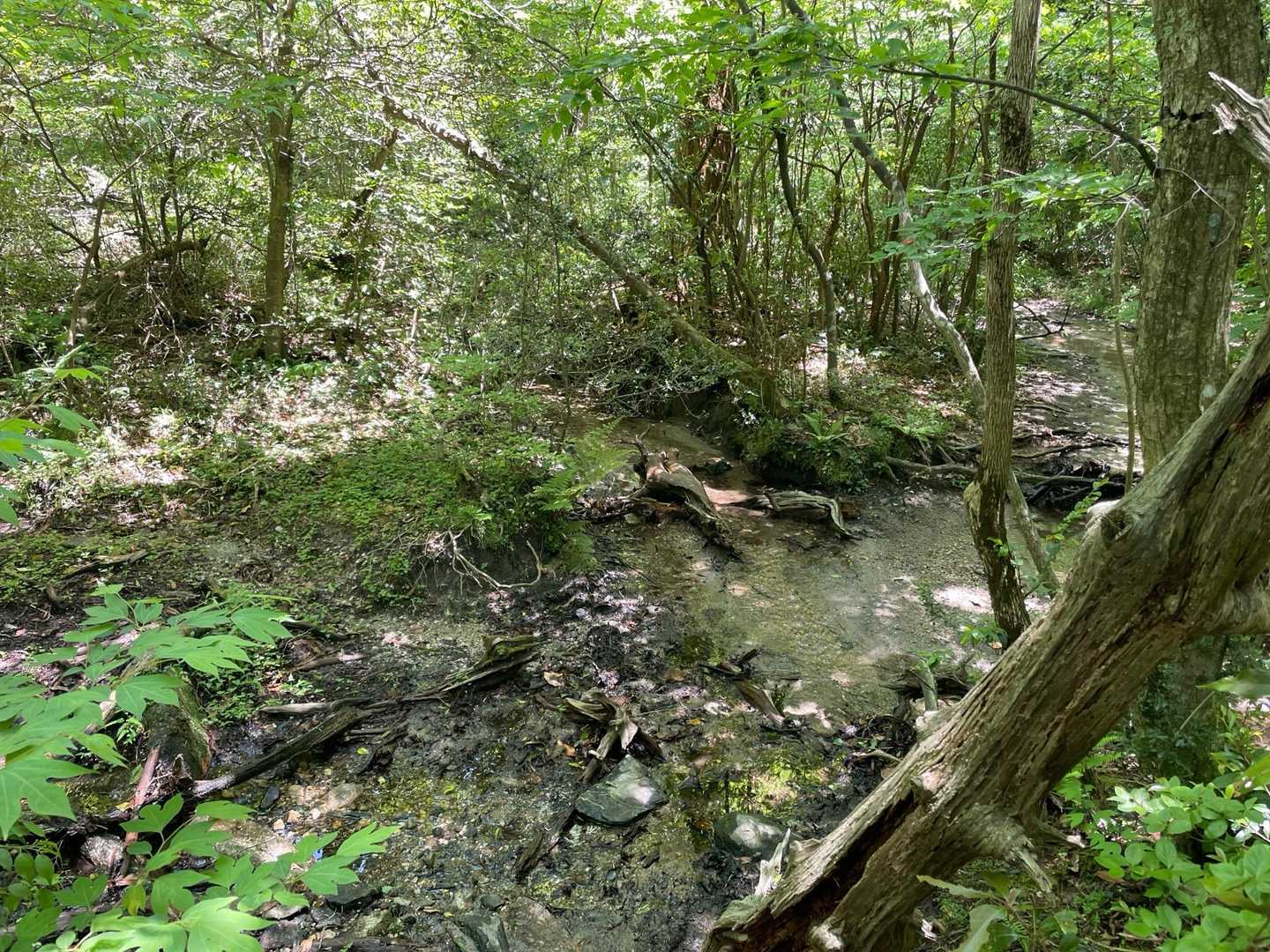 アゴ坂峠の少し先に水場、というか沢があるのですがここがルートが分かりにくかったです
要所にあるピンクテープが有り難かったです