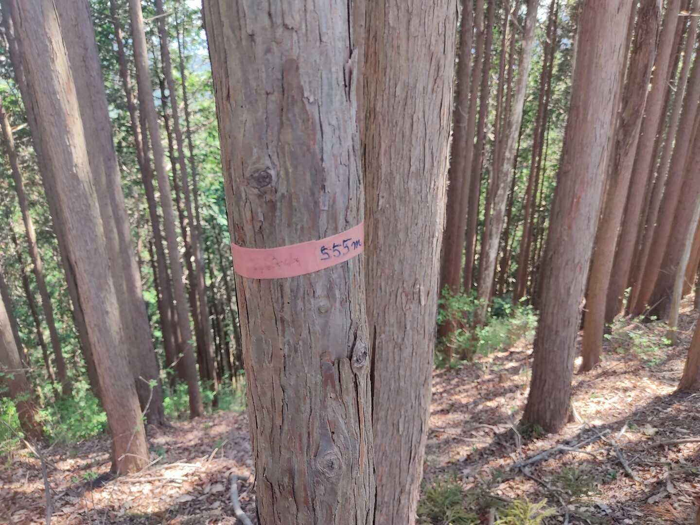 日影山の写真