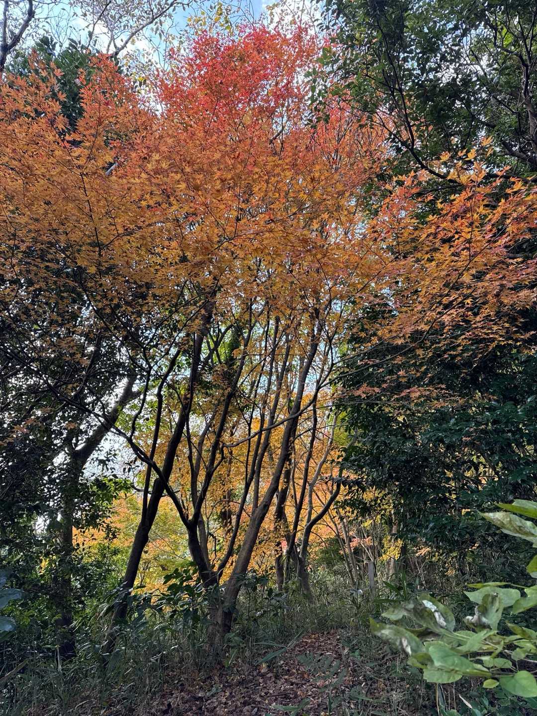 風頭 周回コースの写真