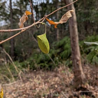 なんだろうね🤔
ウスタビガの繭だと教えていただきました✨