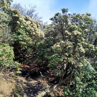 このあたりもアセビ満開✨まだ蕾ばかりの木もある。