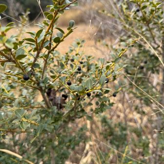 湿原内をやや彷徨いつつ、道を間違えつつ、行ったり来たり。楽しみました。次は花の時期に来たいですね