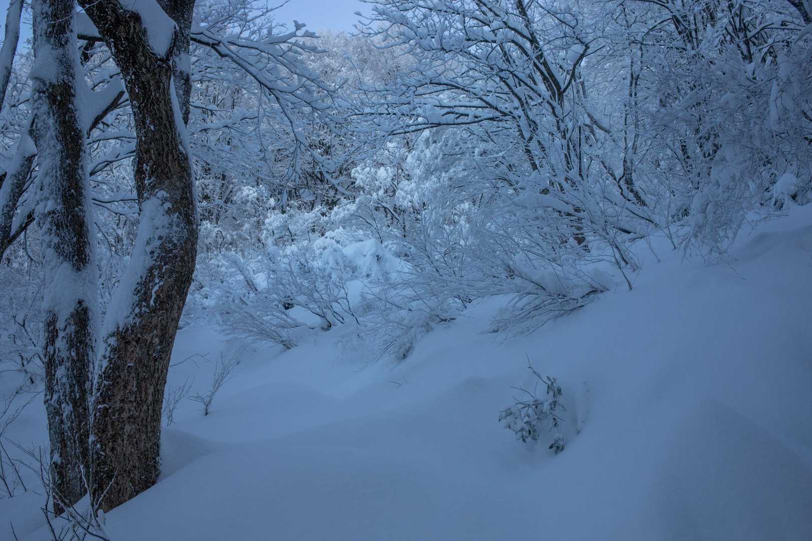 一王子神社-定高山 往復コースの写真