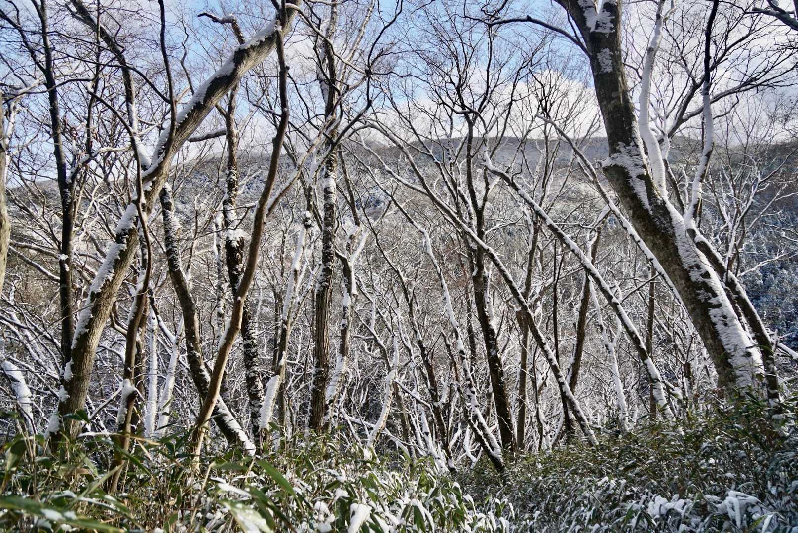 昨夜の雪は少なかったよう
