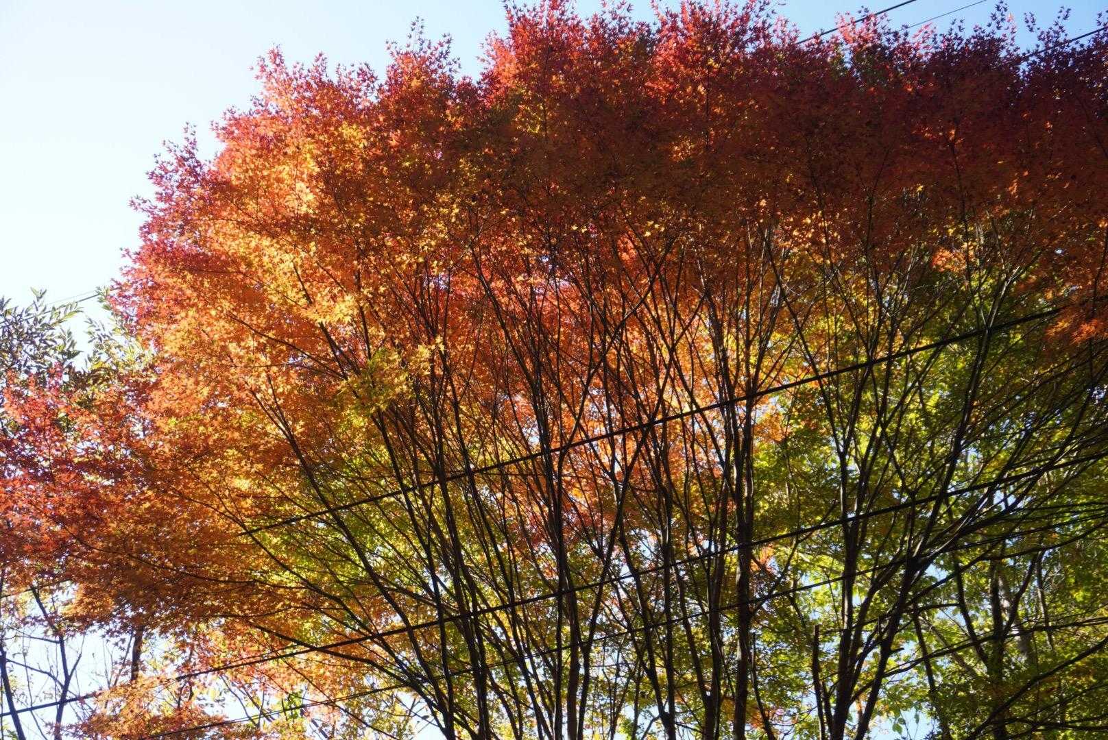 紅葉を楽しみながら歩けます🎶