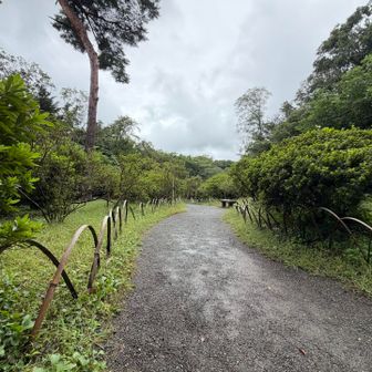 つつじ山と思われる場所に到着✌️
標識はありませんがつつじが沢山植えられているのでたぶんここでしょう👍