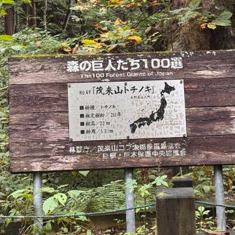 コブ太郎、トチの大木でした