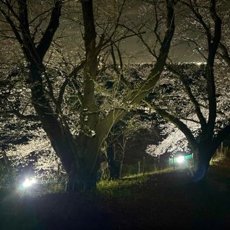 ん⁉️。。。🌸🔦ライトアップ😃❓❓❓

予定外のサプライズ❣️
