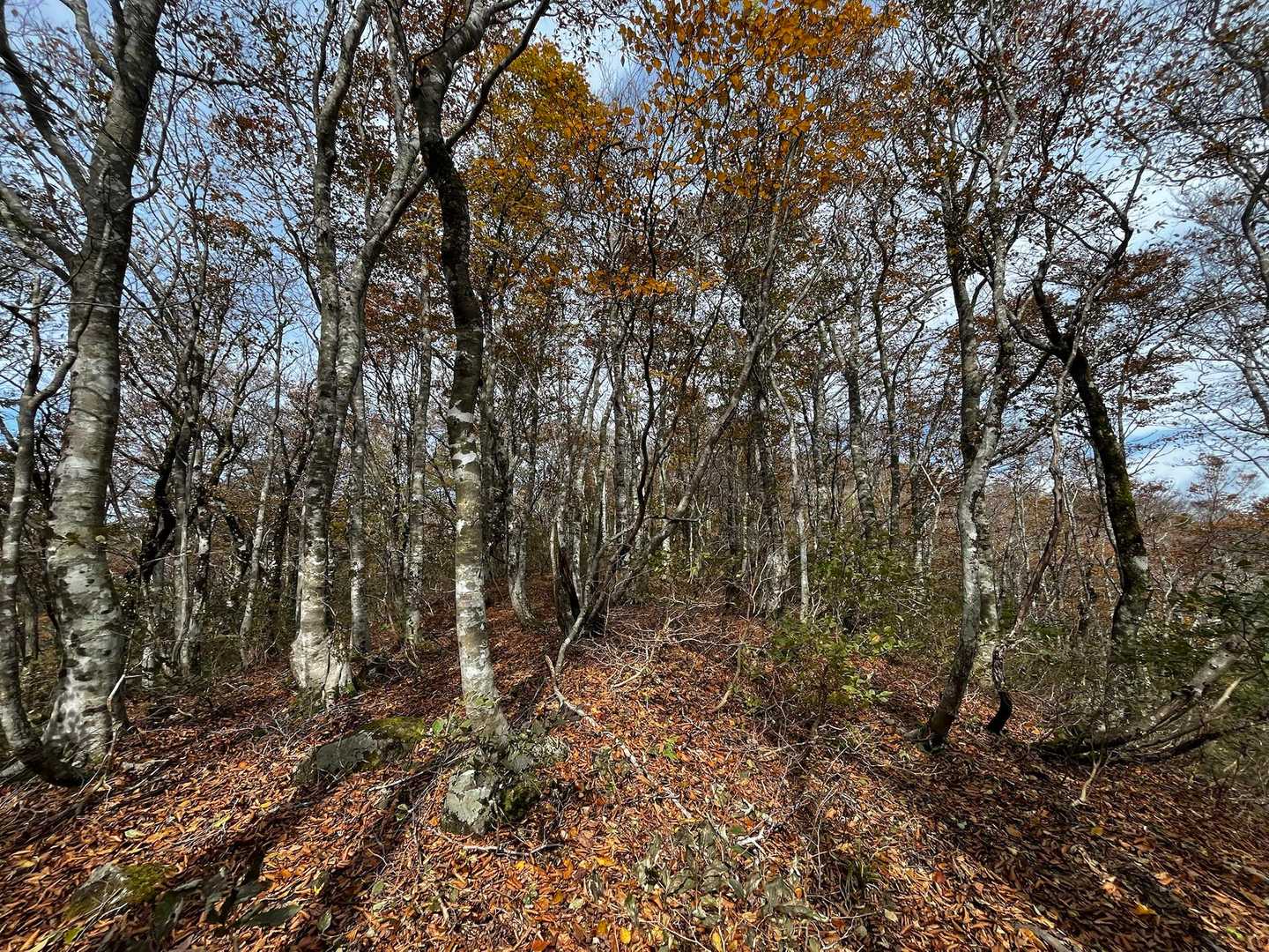 金糞峠-コヤマノ岳-武奈ヶ岳-北比良峠-カモシカ台 周回コースの写真
