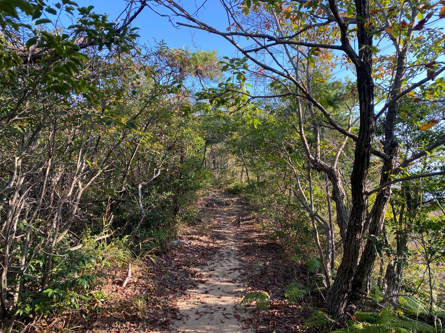 少し色付いた紅葉🍁の道