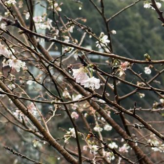 寒桜